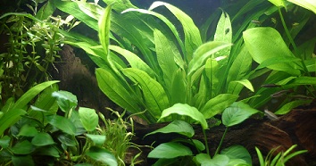 Aquarium