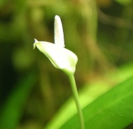 Blühende Anubia Wasserpflanze