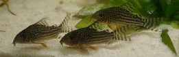 Junge Coridorus sterbai junge Panzerwelse