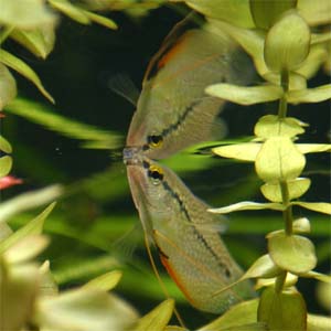 Fadenfisch
