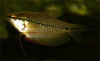 Fadenfisch