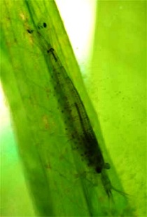 Glasgarnele