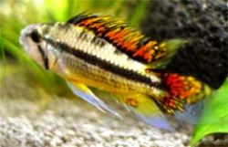 Kakadubuntbarsch Männchen
