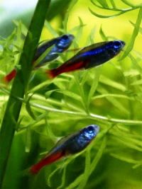 blaue Neonfische