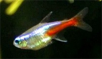 blauer Neonfisch