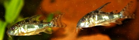 Coridorus paleatus
