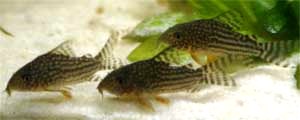 Coridorus sterbai