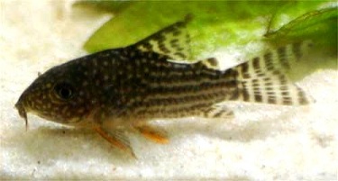 Coridorus sterbai