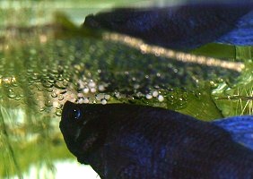 Kamppfisch mit Schaumnest