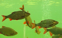 Ein Flussabschnitt im Aquarium Fische im NUP