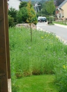 Garten Bild 1