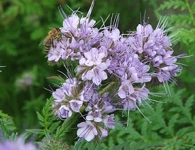 Phacelia