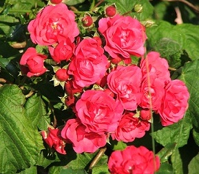 Gartenanlage