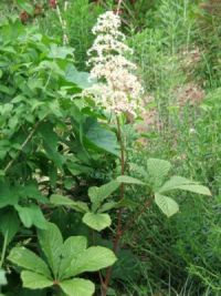 Gartenanlage