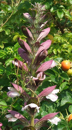 Gartenanlage