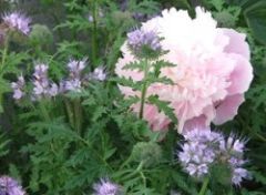 Phacelia und Pfingstrose