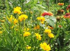 Mädchenauge und Kokardenblume