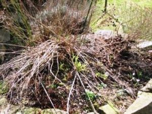 Garten nach Winter