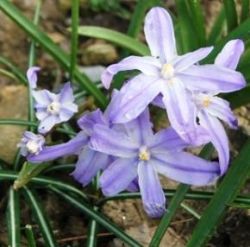 Frühlingsblüher