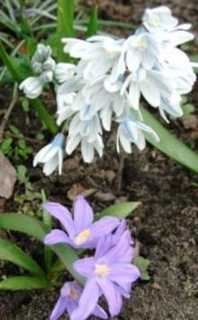 Frühlingsblüher