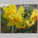 Frühling Bild 2