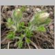 Frühling Bild 17
