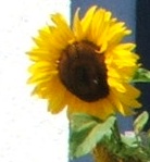 Sonnenblume
