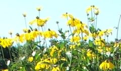 gelber Herbstblüher