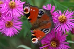 Schmetterling auf Aster