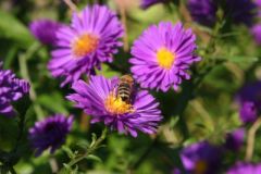 Biene auf Aster