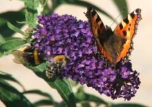 Schmetterling auf Sommerflieder