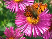 Schmetterling