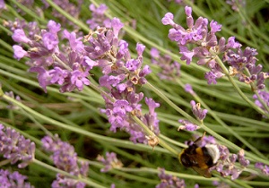 Hummel auf Lavendel