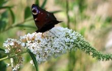 Schmetterling auf weissem Flieder