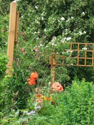 Stauden im Sommer