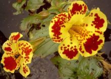 Gauklerblume