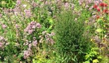 Oregano