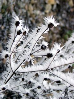 Winter Bild 10