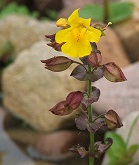 Gauklerblume