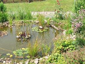 Anfangsbepflanzung Gartenteich