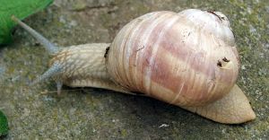 Weinbergschnecke