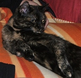 Katze Bild2