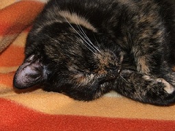 Katze Bild3