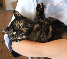 Katze Bild4