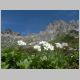 Alpen mit Alpenblumen