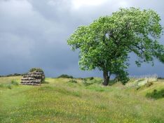 Mauer und Baum