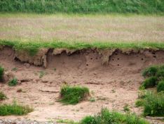 Sandschwalbennester
