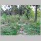 Waldweg mit Baumwurzeln