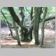 Wanderschilder am Baum