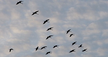 Kranichflug